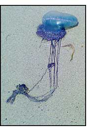Man Of War Jellyfish